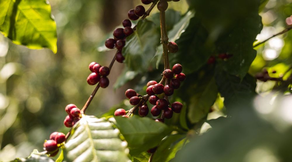 Bloomm & Beans Pvt. Ltd.